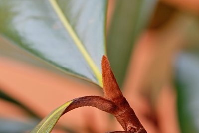 Magnolia grandiflora 'D.D. Blanchard' - šáchola velkokvětý - zimní pupen